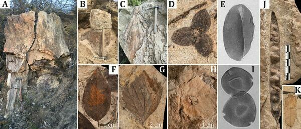 Representative selection of plant fossils from the bluffs